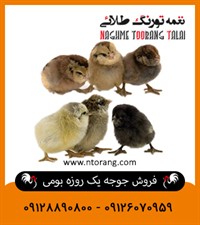 فروش جوجه یکروزه بومی 